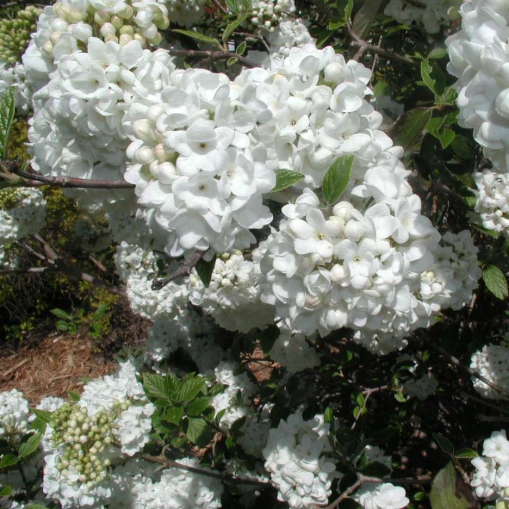 Viorne - Viburnum Eskimo 3 Viorne - Viburnum Eskimo