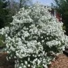 Viorne De Prague - Viburnum Pragense -Promesse de fleurs Boutique Viburnum Pragense 84372 1