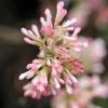 Viorne D'hiver - Viburnum Bodnantense Charles Lamont. -Promesse de fleurs Boutique Viburnum bodnantense Charles Lamont 84373 1