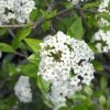 Viburnum Burkwoodii - Viorne De Burkwood