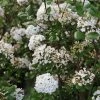 Viorne De Burkwood - Viburnum Burkwoodii Ann Russell 1 Viorne De Burkwood - Viburnum Burkwoodii Ann Russell -Promesse de fleurs Boutique Viburnum burkwoodii Ann Russell 84374 1