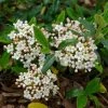 Viburnum Burkwoodii Conoy - Viorne De Burkwood -Promesse de fleurs Boutique Viburnum burkwoodii Conoy 89390 1