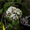 Viorne - Viburnum (x) Carlcephalum 1 Viorne - Viburnum (x) Carlcephalum -Promesse de fleurs Boutique Viburnum carlcephalum 9631 1
