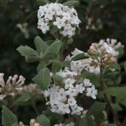 Viburnum Carlesii - Viorne De Carle