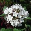 Viorne - Viburnum Carlesii Aurora -Promesse de fleurs Boutique Viburnum carlesii Aurora 7962 1