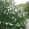Viburnum Carlesii Juddii - Viorne -Promesse de fleurs Boutique Viburnum carlesii Juddii 89388 1