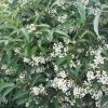Viorne - Viburnum Hillieri Winton -Promesse de fleurs Boutique Viburnum hillieri winton ld wallygrom 9573 1