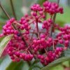 Viorne - Viburnum Nudum Brandywine -Promesse de fleurs Boutique Viburnum nudum Brandywine copyright 1008941 1