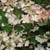 Viorne De Chine - Viburnum Plicatum Kilimanjaro Sunrise 1 Viorne De Chine - Viburnum Plicatum Kilimanjaro Sunrise -Promesse de fleurs Boutique Viburnum plicatum Kilimanjaro Sunrise 83029 1