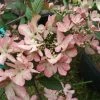 Viorne De Chine - Viburnum Plicatum Molly Schroeder -Promesse de fleurs Boutique Viburnum plicatum Molly Schroeder 82912 1