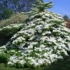 Viorne De Chine - Viburnum Plicatum Tomentosum 1 Viorne De Chine - Viburnum Plicatum Tomentosum -Promesse de fleurs Boutique Viburnum plicatum Tomentosum 1002362 1