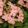 Viorne - Viburnum Plicatum Pink Beauty -Promesse de fleurs Boutique Viburnum plicatum pink beauty 7542 1