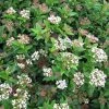 Viburnum Tinus Eve Price - Laurier Tin -Promesse de fleurs Boutique Viburnum tinus Eve Price 781506 1