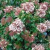 Viorne, Laurier Tin - Viburnum Tinus Gwenlian 2 Viorne, Laurier Tin - Viburnum Tinus Gwenlian -Promesse de fleurs Boutique Viburnum tinus Gwenllian 100237 1