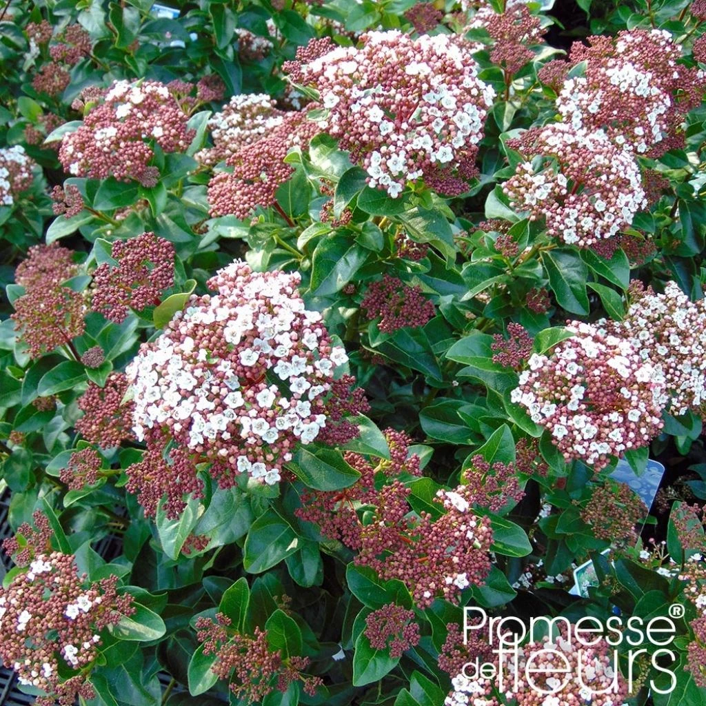 Viorne, Laurier Tin - Viburnum Tinus Gwenlian 3 Viorne, Laurier Tin - Viburnum Tinus Gwenlian