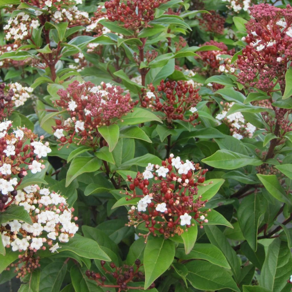 Viburnum Tinus Lisarose - Laurier-tin Rose 3 Viburnum Tinus Lisarose - Laurier-tin Rose