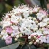 Viorne, Laurier Tin- Viburnum Tinus Spirit -Promesse de fleurs Boutique Viburnum tinus Spirit 781507 1