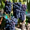 Vigne Venus -Promesse de fleurs Boutique Vigne Vitis Venus copyright 1006011 1