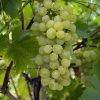 Vigne Fanny -Promesse de fleurs Boutique Vigne Vitis vinifera Fanny copyright 1005262 1