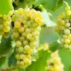 Vigne Ora -Promesse de fleurs Boutique Vigne Vitis vinifera Ora copyright 1010531 1