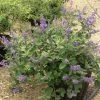 Vitex X Agnus-castus Chicagoland Blues - Gattilier -Promesse de fleurs Boutique Vitex Chicagoland Blues Gattilier hybride V 17953 1