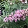 Vitex Agnus-castus Santamaria - Gattilier 2 Vitex Agnus-castus Santamaria - Gattilier -Promesse de fleurs Boutique Vitex Santamaria 16588 1