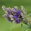 Vitex Agnus-castus Blue Puffball - Gattilier