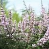 Vitex Agnus-castus Galactic Pink - Gattilier -Promesse de fleurs Boutique Vitex agnus castus Galactic Pink Gattilier IF 17954 1