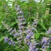 Vitex Agnus-castus Magical Summertime Blues - Gattilier 2 Vitex Agnus-castus Magical Summertime Blues - Gattilier -Promesse de fleurs Boutique Vitex agnus castus Magical Summertime Blues Helen Froehlich Gattilier IF 17955 1
