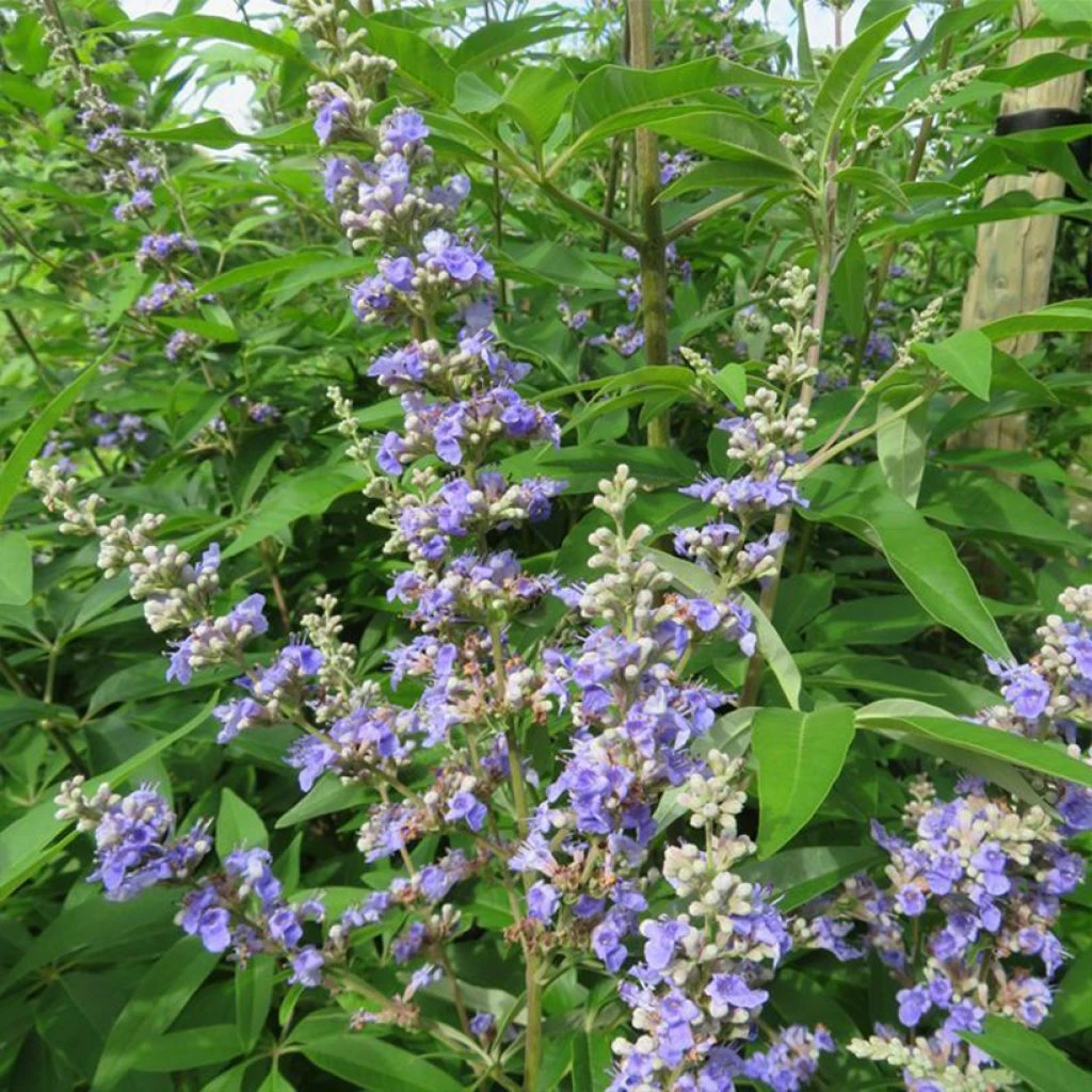 Vitex Agnus-castus Magical Summertime Blues - Gattilier 3 Vitex Agnus-castus Magical Summertime Blues - Gattilier