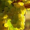 Vigne Exalta -Promesse de fleurs Boutique Vitis vinifera Exalta copyright 1010571 1