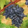 Vigne Philipp -Promesse de fleurs Boutique Vitis vinifera Philipp 83664 1