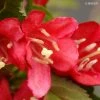 Weigela Nain Rouge Courtanin 2 Weigela Nain Rouge Courtanin -Promesse de fleurs Boutique WEIGELA NAIN ROUGE 7881 1