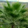 Washingtonia Robusta - Palmier Du Mexique -Promesse de fleurs Boutique Washingtonia robusta 82235 1