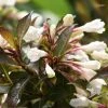 Weigela Black And White -Promesse de fleurs Boutique Weigela Black and White 7880 1