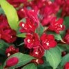 Weigelia Hybride Cherry Love -Promesse de fleurs Boutique Weigela Cherry Love IF 17263 1