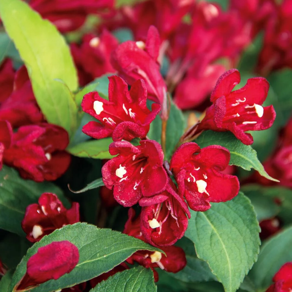 Weigelia Hybride Cherry Love 3 Weigelia Hybride Cherry Love