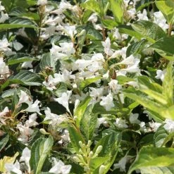 Weigela Milk And Honey