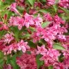 Weigela Minuet -Promesse de fleurs Boutique Weigela Minuet copyright 1008971 1