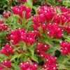 Weigela Picobella Rosso -Promesse de fleurs Boutique Weigela Picobella Rosso copyright 179561 1