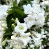 Weigela Snowflake -Promesse de fleurs Boutique Weigela Snowflake copyright 1002901 1