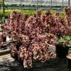 Weigela Florida Big Love 1 Weigela Florida Big Love -Promesse de fleurs Boutique Weigela florida Big Love 16348 1