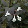 Weigela Florida Ebony And Ivory -Promesse de fleurs Boutique Weigela florida EBONY AND IVORY NOBLE 84392 1