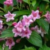 Weigela Florida Korea -Promesse de fleurs Boutique Weigela florida Korea copyright 1009001 1