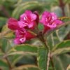 Weigela Florida Moulin Rouge (Brigela) -Promesse de fleurs Boutique Weigela florida MOULIN ROUGE Brigela 84394 1