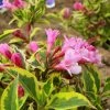 Weigela Florida Magical Rainbow -Promesse de fleurs Boutique Weigela florida Magical Rainbow 781857 1
