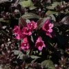 Weigela Florida Minor Black 1 Weigela Florida Minor Black -Promesse de fleurs Boutique Weigela florida Minor Black 84393 1