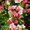 Weigela Hybride Carnaval 2 Weigela Hybride Carnaval -Promesse de fleurs Boutique Weigela hybride Carnaval 100238 1
