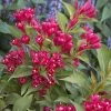 Weigela All Summer Red 1 Weigela All Summer Red -Promesse de fleurs Boutique Weigelia All Summer Red 84476 1