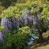 Glycine Du Japon - Wisteria Floribunda -Promesse de fleurs Boutique Wisteria floribunda 882405 1 2